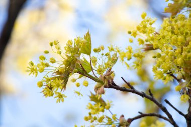 İlkbaharda çiçek açan akçaağaç gökyüzüne karşı, yakın çekim
