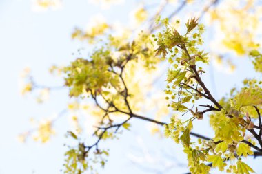 İlkbaharda çiçek açan akçaağaç gökyüzüne karşı, yakın çekim
