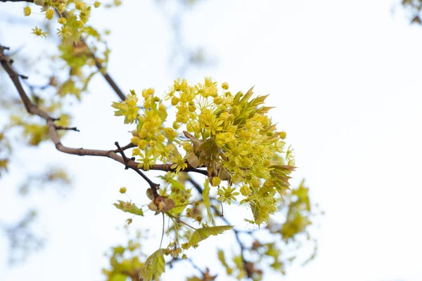 Árvore Bordo Florescente Primavera Contra Céu Close — Fotografia de Stock