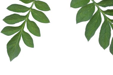 Beyaz arkaplanda yeşil çimen yaprağı