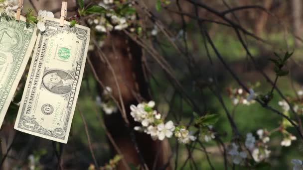 Dolary Ważą Linie Pantofelkach Ciągnięte Drzewo Ogrodzie Południu — Wideo stockowe