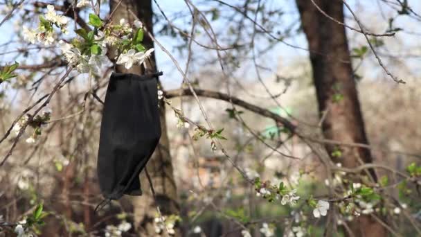 Medizinische Maske Hängt Einem Aprikosenbaum Frühling Der Ukraine Einem Sonnigen — Stockvideo