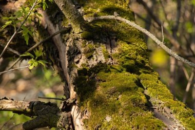 # Bir bahar günü ormandaki ağaçta yeşil yosun #