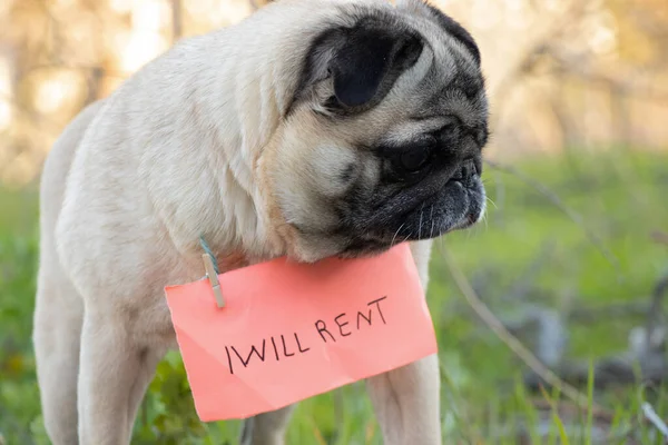 Pug Dog Sign His Neck Lease English Quarantine Period Walk — Stock Photo, Image