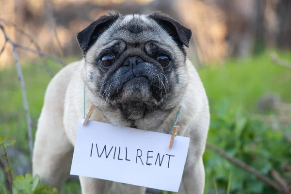 Een Hond Met Een Bordje Zijn Nek Zal Het Engels — Stockfoto