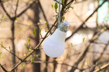 Ağaçta asılı duran enerji tasarruflu ampul.