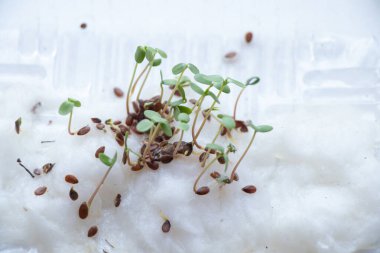 Beyaz arka planda filizlenmiş çiçek tohumları, makro
