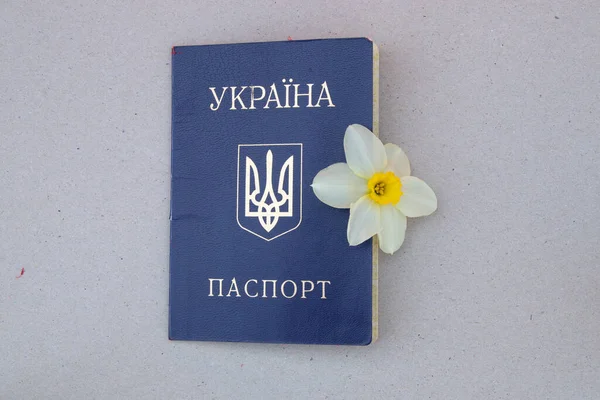 Passaporte Ucraniano Com Botão Flor Daffodil Isolado — Fotografia de Stock