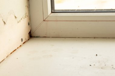 Çıkıntılı mantarlı bir pencerenin görünümü