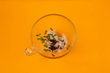 Filizlenmiş renkli tohumlar portakalın üzerindeki cam bardakta yatıyor.