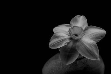 Su kavanozlarında nergis çiçeği tomurcuğu