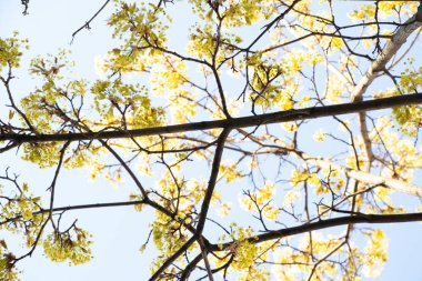 İlkbaharda çiçek açan akçaağaç gökyüzüne karşı, yakın çekim