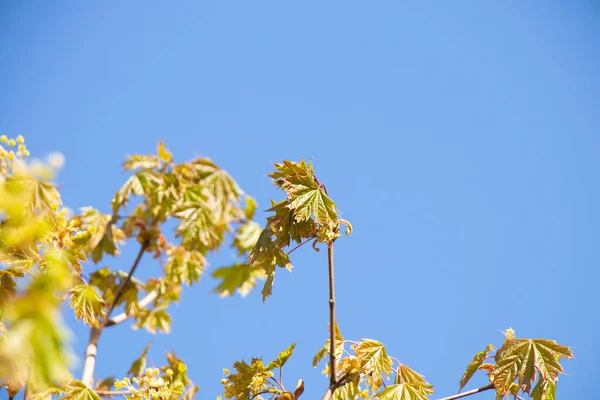 blooming maple tree in spring against the sky, closeup