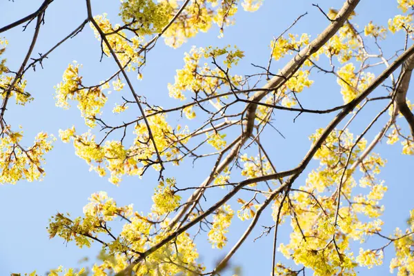 Árvore Bordo Florescente Primavera Contra Céu Close — Fotografia de Stock