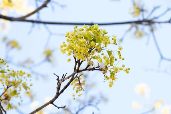 Árvore Bordo Florescente Primavera Contra Céu Close — Fotografia de Stock