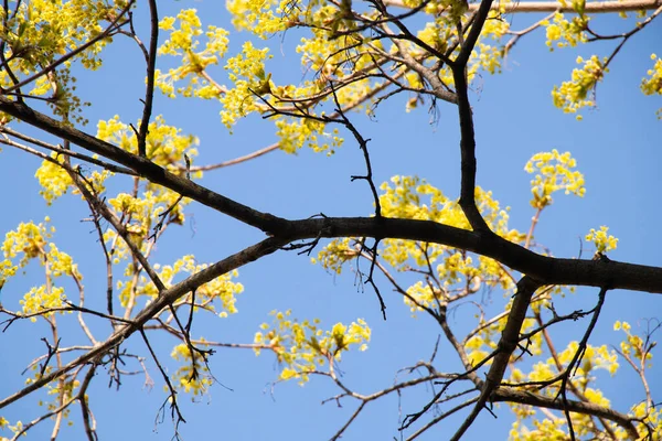 Árvore Bordo Florescendo Primavera Contra Céu — Fotografia de Stock