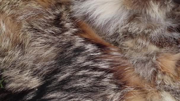 Fur Coat Pieces Fur Different Animals Background Closeup — Stock Video