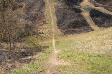 İlkbaharda öğleden sonra ormanda uzun bir patika.