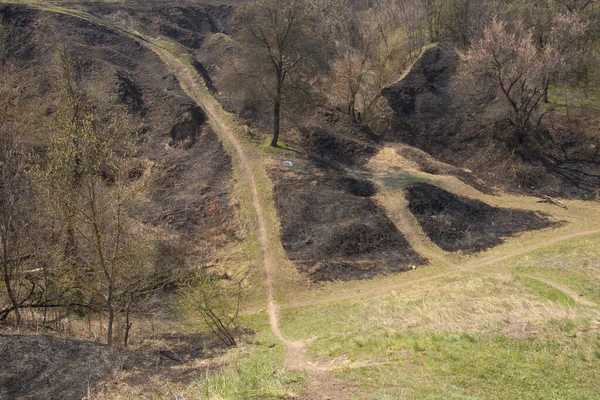 Long Chemin Dans Forêt Dans Après Midi Printemps — Photo