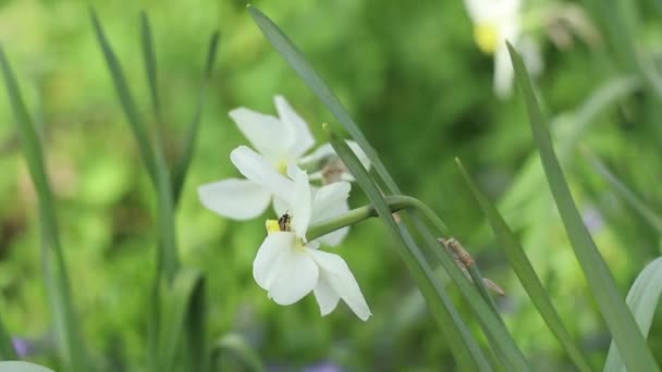 Narzissen Blühten Frühling Der Ukraine Auf Einem Blumenbeet — Stockvideo