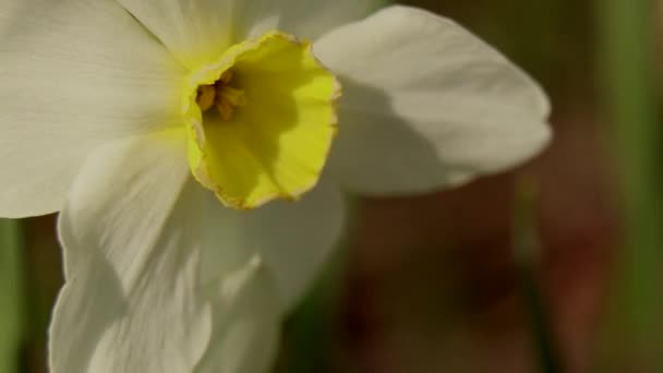 Narzissen Blühten Frühling Der Ukraine Auf Einem Blumenbeet — Stockvideo