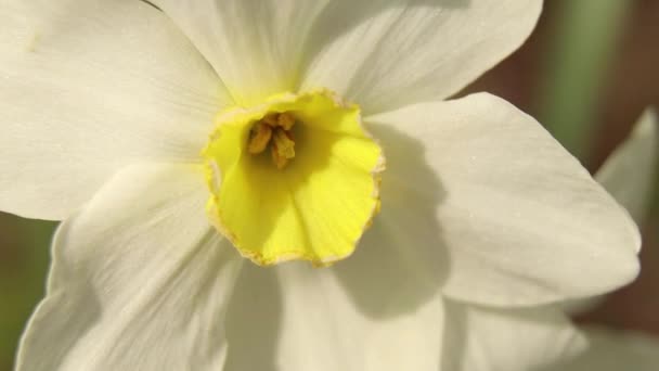Daffodil Άνθισε Ένα Παρτέρι Την Άνοιξη Στην Ουκρανία — Αρχείο Βίντεο