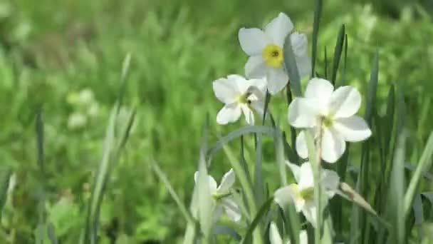 Narzissen Blühten Frühling Der Ukraine Auf Einem Blumenbeet — Stockvideo