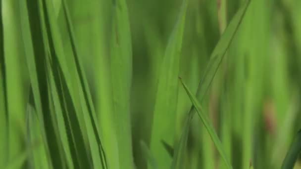 champ avec herbe verte dans le vent dans l'après-midi au printemps dans le parc 