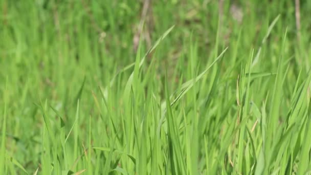 Campo Com Grama Verde Vento Tarde Primavera Parque — Vídeo de Stock