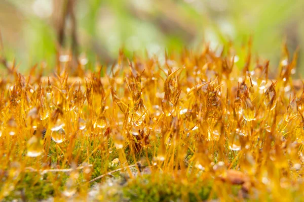 Mossa Morgonen Efter Regn Med Droppar Vatten Makro — Stockfoto