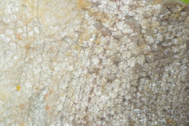 Arkaplan olarak turşulu somon derisi