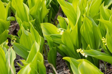 Bahar bahçesindeki vadinin çiçekli zambakları