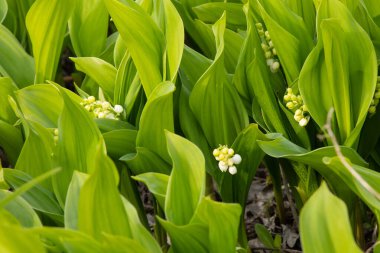 Bahar bahçesindeki vadinin çiçekli zambakları