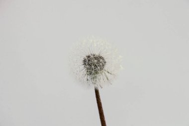 Bulanık bir arkaplanda bir karahindiba