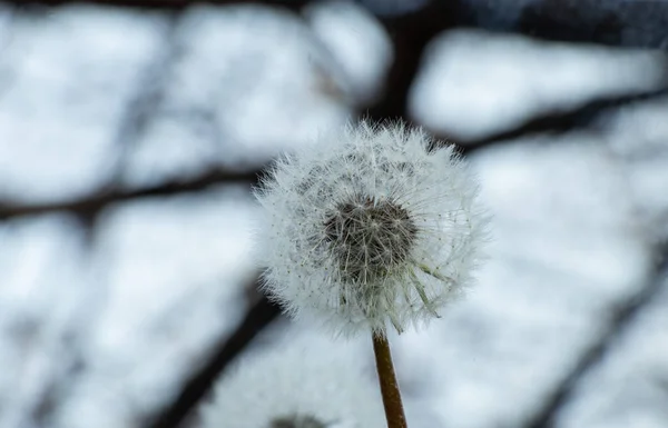 One Dandelion Blurry Background — Stock Photo, Image