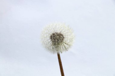 Bulanık bir arkaplanda bir karahindiba