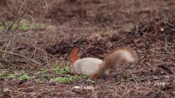 우크라이나 의가을 숲에서 하루를 보내는 다람쥐 — 비디오