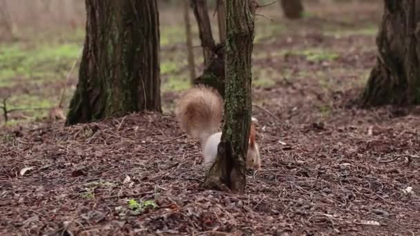 Wiewiórka Jesiennym Lesie Ukrainie Ciągu Dnia — Wideo stockowe
