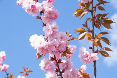 Bahar bahçesindeki pembe çiçekli ağaç.