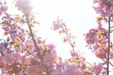 Bahar bahçesindeki pembe çiçekli ağaç.