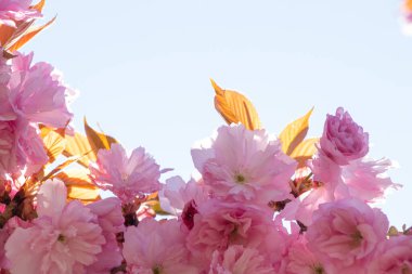 Bahar bahçesindeki pembe çiçekli ağaç.