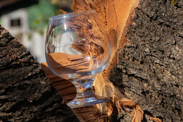 Glass Goblet Stands Sawn Tree Branch — Stock Photo, Image