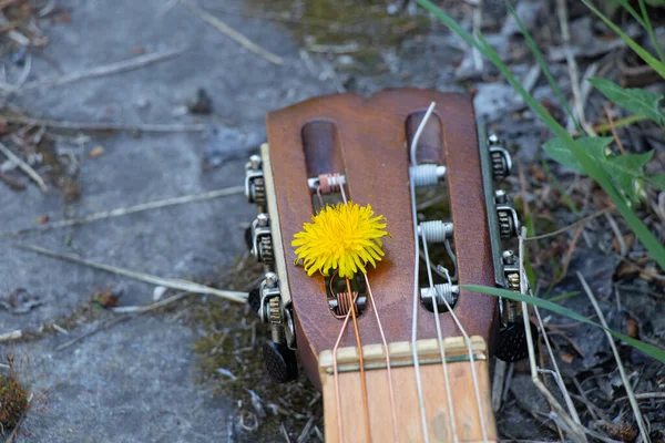 Guitarra Marrom Madeira Encontra Flores Silvestres Primavera Ucrânia — Fotografia de Stock