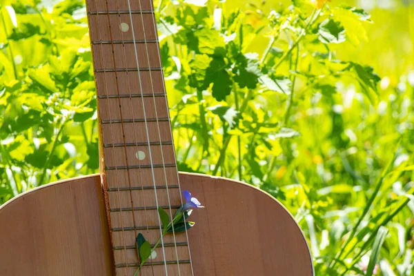 Wooden Brown Guitar Lies Grass Spring Sun — Stock Photo, Image