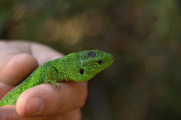 Lagarto Verde Sentado Uma Mão Capturada Parque Ucrânia — Fotografia de Stock