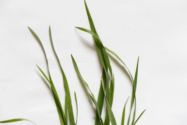 Beyaz arkaplanda çimenler yakın plan