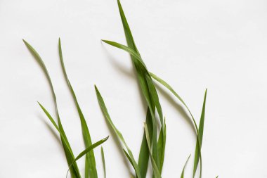 Beyaz arkaplanda çimenler yakın plan