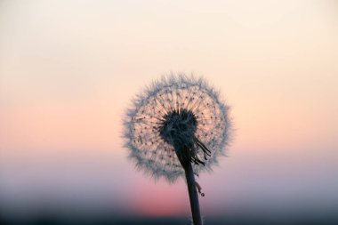 Bulanık gökyüzünde akşam vakti karahindiba.