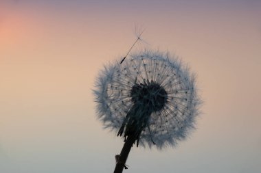 Bulanık gökyüzünde akşam vakti karahindiba.