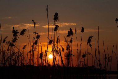 Akşamları Ukrayna 'daki suyun arka planına karşı sazlar.